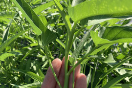 シャキシャキ食感！空芯菜500g