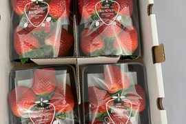 ２～３月限定！極甘！濃厚！特大！広島県北広島町産おいCベリーDXサイズ６粒入り×４P