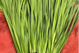 栃木県産ニラ100g10束セット