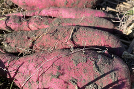 焼き芋に最適！さつまいも鳴門金時”ホクホクとした食感と上品な甘み”色々サイズ土付き5Kg