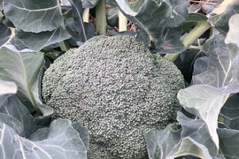 子どもの野菜　栽培期間中農薬不使用・自然栽培 ブロッコリー2個と人参M以下小さめ2㎏