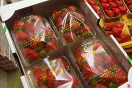 新作人気 幻の高級いちご 1箱：長崎県産の果物｜食べ 2Lサイズ アマテラス 果物