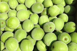 【冷凍青梅1ｋｇ】自然栽培　品種混合　梅酒や梅シロップに！岐阜県郡上市産100％