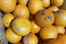 まどんな【訳あり特価】段畑まどんな　 4キロ