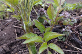 期間限定！山の恵みセット‼︎山菜椎茸詰め合わせ
天然山菜2種 約500g(ウルイ、こごみ、タラの芽、ウド等)と
椎茸300g