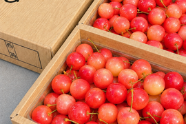 🍒週末限定セール🍒【朝どれ】《佐藤錦》さくらんぼ 山形県東根産 1kg M.L.2L混合 ご家庭用　【父の日】【お試し】