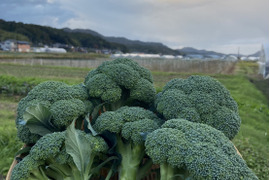 筋肉もりもり！ブロッコリー