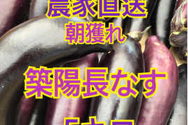 ナス・きゅうり それぞれ5キロ