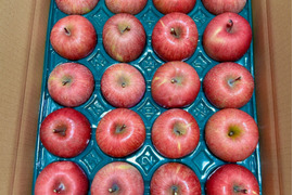 農家直送　家庭用サンふじりんご５kg（１２～２０玉）