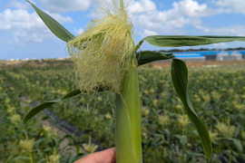 【今が旬！】沖縄の初採れヤングコーン約700g