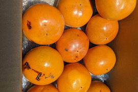※訳有り品　「少量ご希望の方！」シャリシャリ食感の太秋柿　約10個　約２Kg（Ｓ～Ｍサイズ）