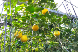 【愛知県産】心奪われる香り　温室ベルガモット（果皮黄色）　ご自宅用　4.5㎏