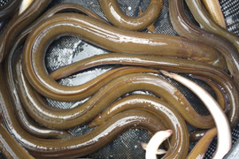 超レア！ 天然うなぎ(びわ湖産)1尾1100グラム