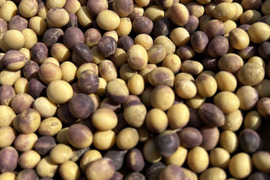 訳あり品【農薬・化学肥料不使用】MOA自然農法で育った大豆1kg