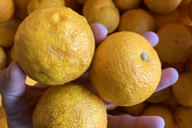 もったいない　　訳あり柚子　我夢舎羅村　4.5キロ