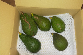 小玉・訳アリ。国産アボカド(ピンカートン・フェルテ）　愛媛県松山市産 　５個950ｇ　キズ、汚れあり、家庭用。