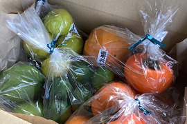 【栽培期間中 農薬不使用】秋の収穫　柑橘3種・柿3品種のお楽しみセット！