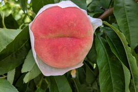 品種指定「美月」桃朝どり直送便1.5kg(４〜6玉入り)