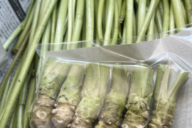 【朝採り当日発送】120年守る安曇野の湧水育ち。新鮮！シャキシャキ「茎わさび1kg」＆お試し生わさび（ご家庭用・100g)セット