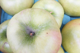 【総決算　RED SALE】グラニースミス　値下げしました。　青りんご　訳あり　家庭専用ご好評販売中、3キロコースアップルパイにりんごジャムに最適！！