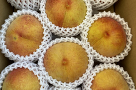 希少な桃！果汁たっぷり！ゴールデンピーチ 信州産 3kg（7～11個）