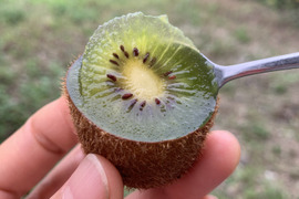 数量限定！【訳あり】ちょっと珍しいグリーンキウイ アボット 1kg
