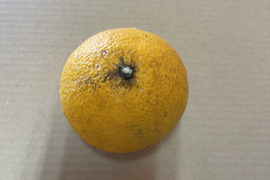 果樹たっぷり！和歌山産　八朔　家庭用　4kg