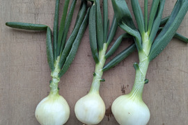 【栽培期間中農薬不使用】〜超極早生・浜笑〜春の葉付き玉ねぎ2キロ