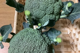 子どもの野菜　栽培期間中農薬不使用・自然栽培 ブロッコリー　ウインタードーム５個