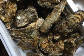 蒸してツルッと！１０ｋｇ　加熱用と生食用M２０個