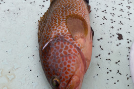 一本釣り、カゴ漁　鮮魚ボックス　3k