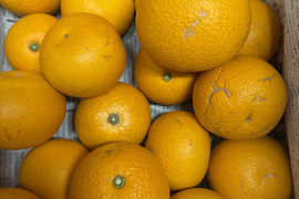 納得できる割引 家庭用)【発祥の地、因島よりお届け！】 5kg ｢八朔(はっさく)｣ 果物
