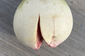 訳あり品【農薬・化学肥料不使用】MOA自然農法で育った紅芯大根　2kg