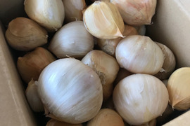 自然栽培ジャンボにんにく！（約1.9kg）