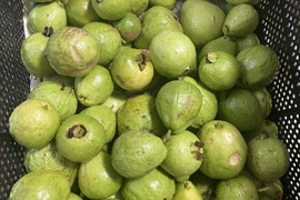 石垣島産「赤グアバ」2kg