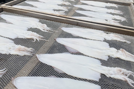 【新物】ぷりぷり★ヤリイカ一夜干し(中サイズ)