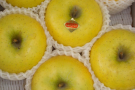シナノゴールド　お徳用　信州オリジナルの黄色い林檎
訳あり　ご家庭専用　　3キロコース（10個から12個入り）