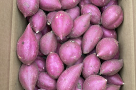 【新芋】シルクスイート　丸2Sサイズ　5kg さつまいも