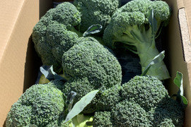 ☆香川県産ブロッコリーとにんにくの野菜セット☆