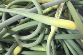 スタミナをつける！自然栽培のにんにくの芽(冷凍1.5kg)富士河口湖産