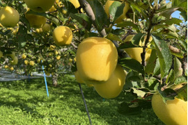 特別栽培 「シナノゴールド」家庭用訳あり・3㎏