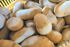 ちょっと小さめ！！　じゃがいも　メークイン　５ｋｇ