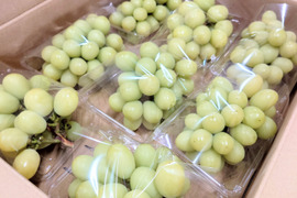 【今だけ訳アリお買い得】シャインマスカット2.8ｋｇ箱(８パック入り)
