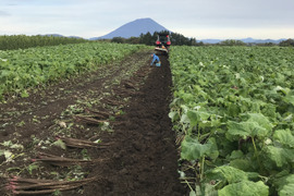 香り良し！『土付きゴボウ』北海道産
4kg
