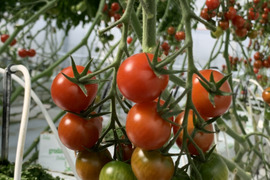 パリッと！新鮮！ミニトマトの2品種セット【4パック】