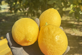 果汁たっぷりレモン！防腐剤不使用