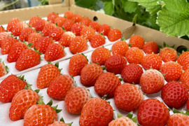 【秀品】ケーキのトッピングに最適サイズ！溢れるいちごのケーキで夏の思い出を！【36粒×4トレー】