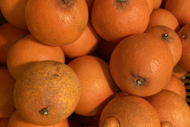 訳あり！『浜ノまどんな』　4ｋｇ