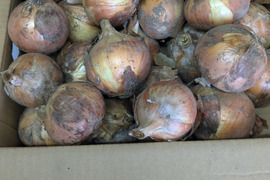 玉ねぎ5kg（およそ25個～35個）農薬・化学肥料・除草剤は使用していません。