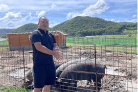『豚ホルモン　フワ（肺）　560g』岡山県御津でこだわりのエサと放牧飼育で育てた4元豚　『とよ』フワ（肺）　560g